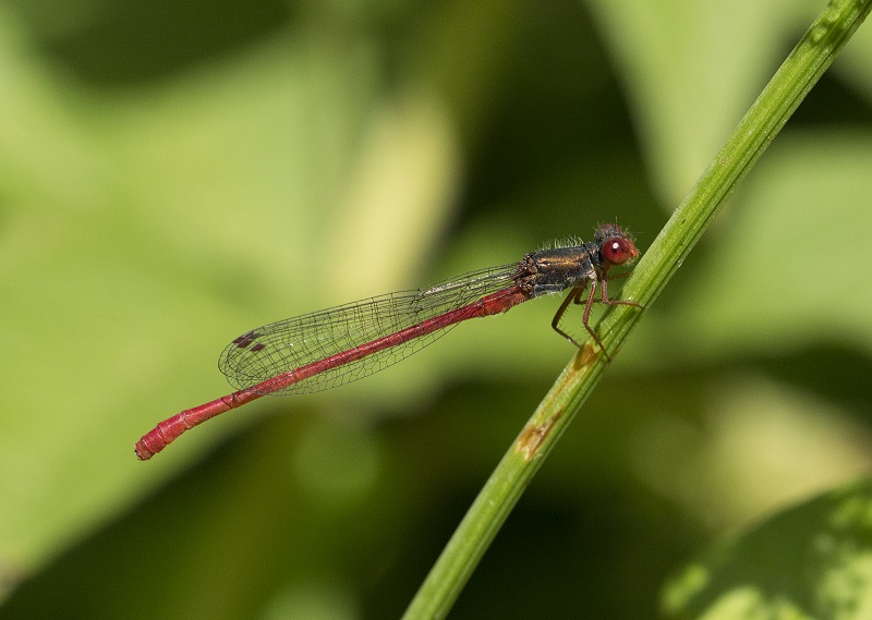 Piccola libellula rossa